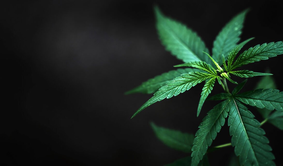 lisc hemp