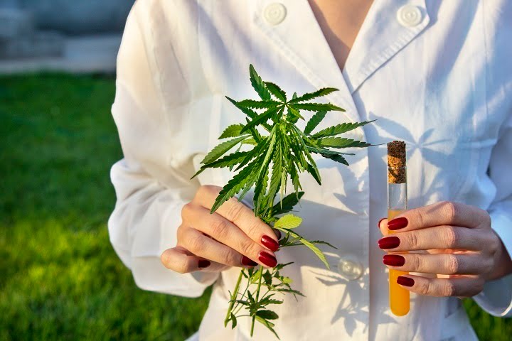 Najpowszedniejsze terpeny występujące w ekstrakcie CBD