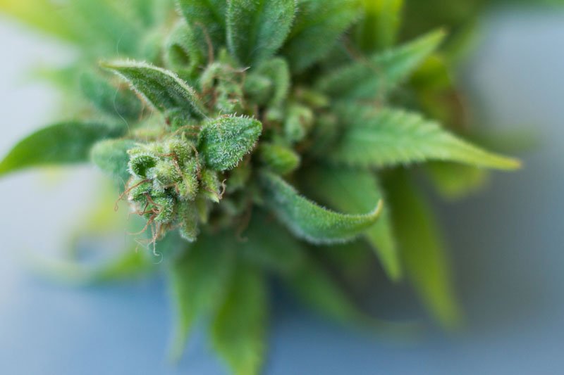 terpeny i flawonoidy