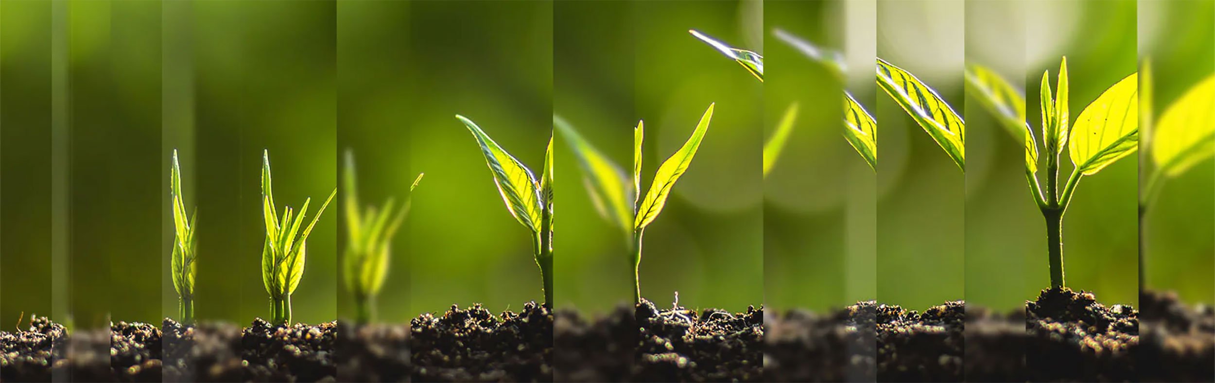 Sustainability Zrównoważony rozwój